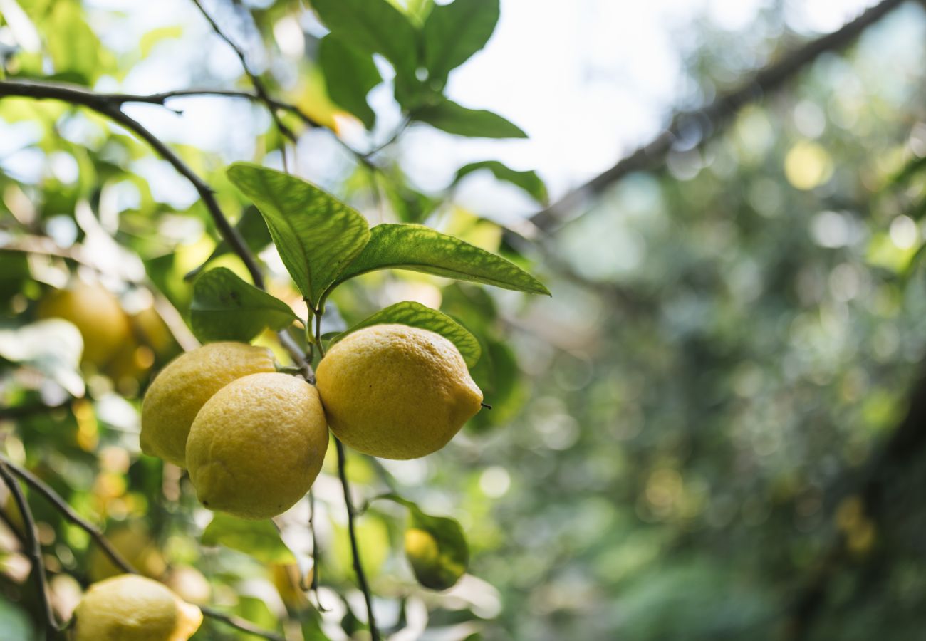 Agriturismo a Sant´Agnello - Nonno Antonino: Positano