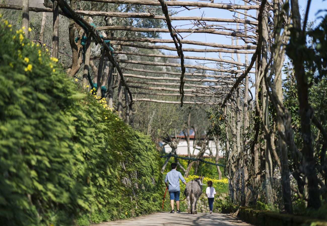 Agriturismo a Sant´Agnello - Nonno Antonino: Positano