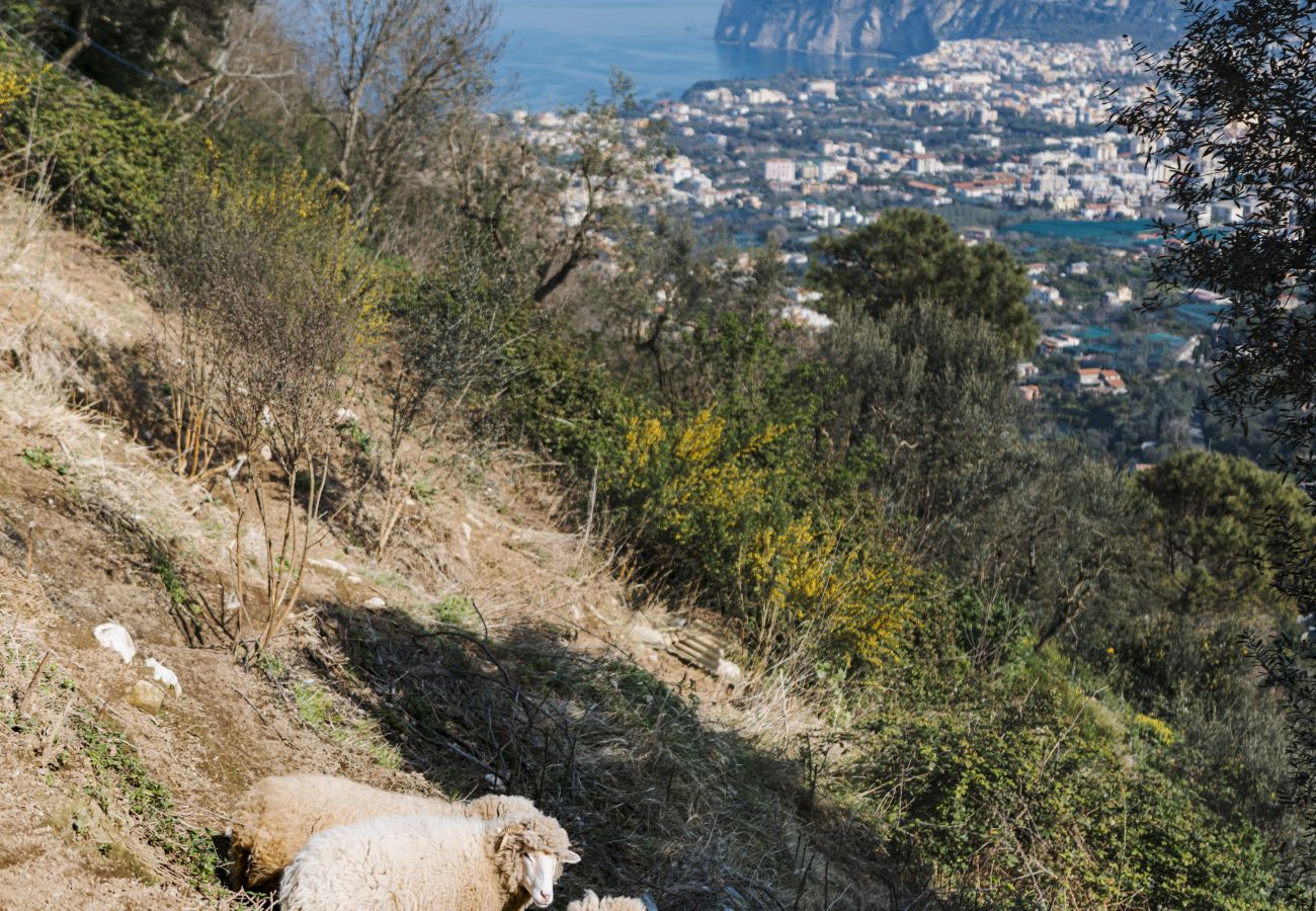 Agriturismo a Sant´Agnello - Nonno Antonino: Positano